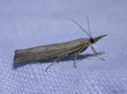 Pediasia contaminella